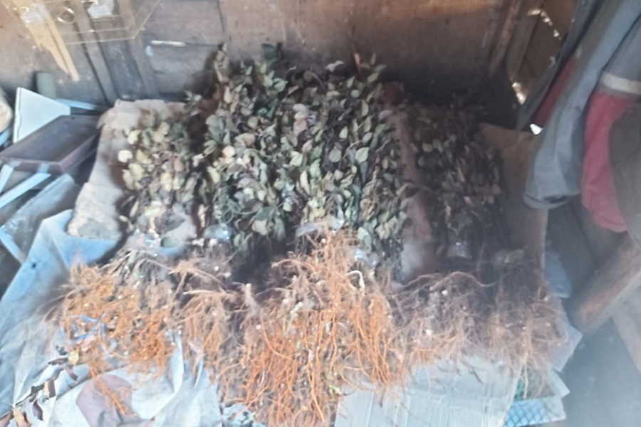 Тамбовские полицейские раскрыли кражу 2 тысяч подвоев плодовых деревьев