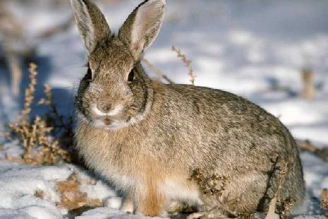 В Тамбовской области открыли сезон охоты на зайцев и бобров