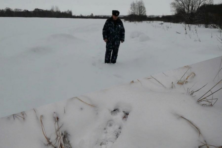 В Тамбовской области проведут зимний маршрутный учёт диких животных