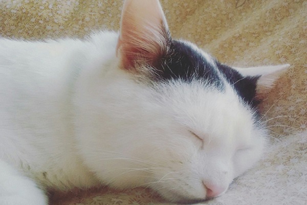 Репортаж из соцсетей: тамбовчане отметили День кошек
