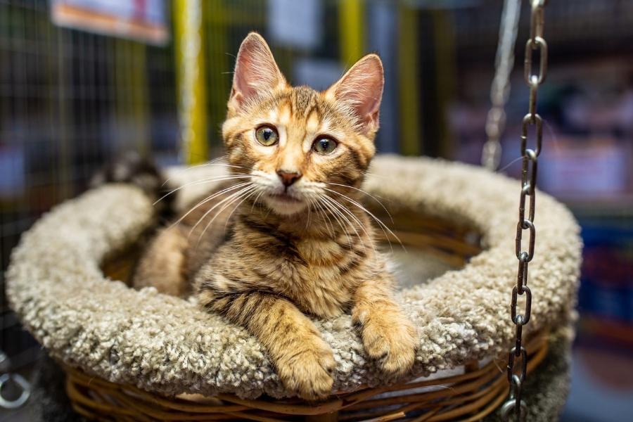 В Тамбове открывается уникальное котоместо "Федерация кошек"