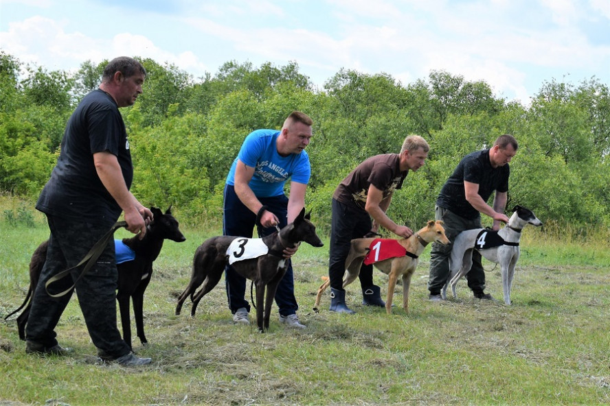 В Тамбовской области состоялись любительские соревнования по бегу борзых собак 