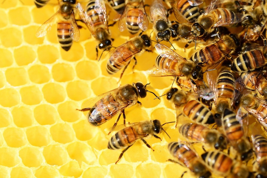 Аграрии оповещают тамбовских пчеловодов об обработке полей пестицидами