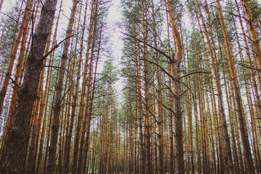 В Тамбовской области незаконно вырубали лес
