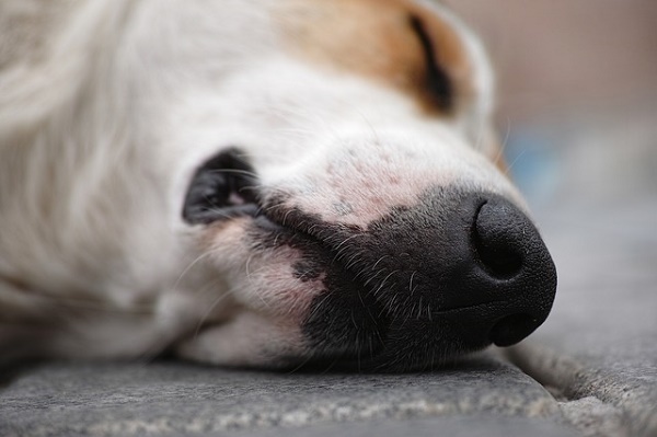 Тамбовчане жалуются на стаи агрессивных бездомных собак