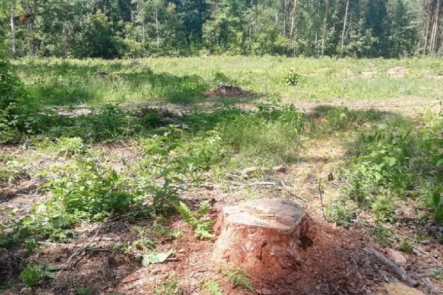 В Тамбовской области местный житель незаконно вырубил лес на 10 млн рублей