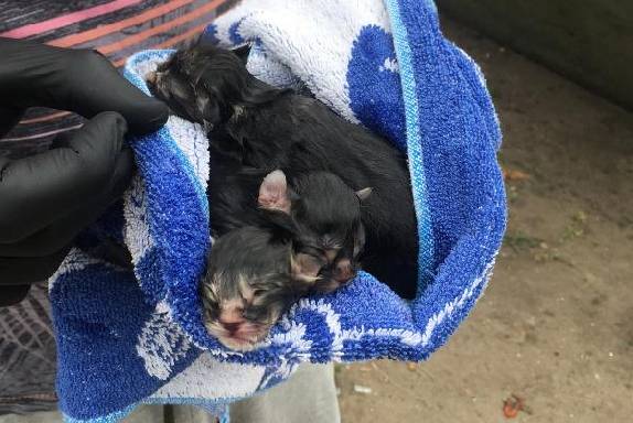 В Тамбове живодёры выкинули новорожденных котят в мешке с водой