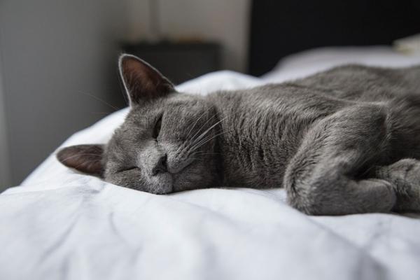 Ветеринар посоветовал отказаться от сна рядом с домашними кошками