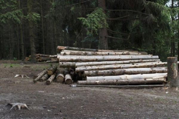 В Тамбовской области будут судить сотрудницу лесного хозяйства за служебные подлоги  