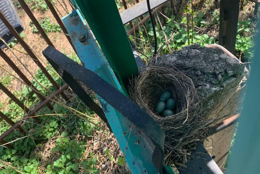 В Тамбовской области птицы облюбовали себе новые места для гнёзд