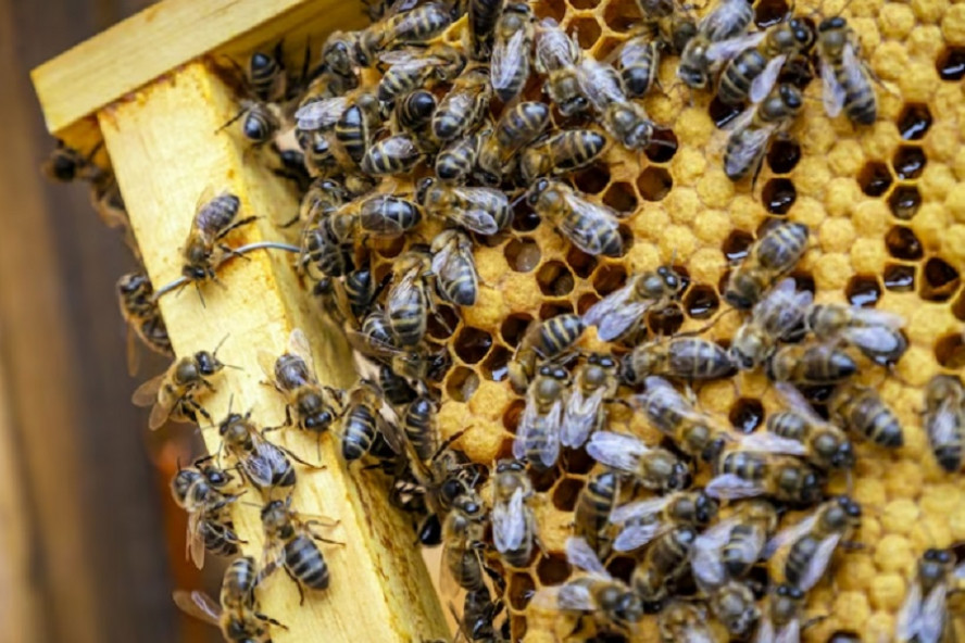 В Госдуме рассказали о праве подать в суд из-за укусов соседских пчёл на даче