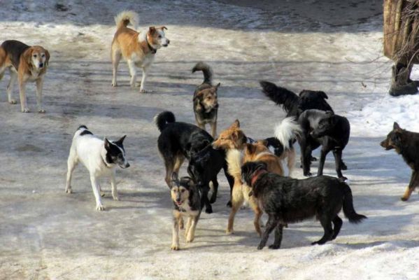Стая бродячих собак на Набережной пугает прохожих