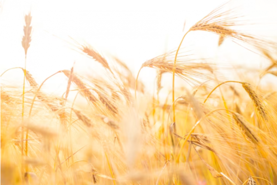 В Тамбовской области собрали свыше 340 тысяч тонн зерна