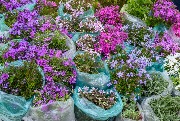 DSC_8094.jpg