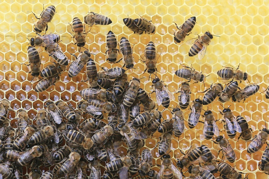 Работу тамбовчан с пчеловодами отметили в Минсельхозе