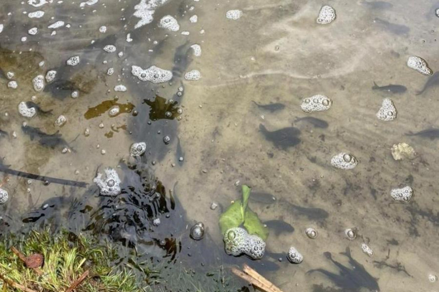 В реку Цна в Моршанском округе выпустили 14 тысяч мальков сазана