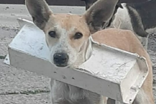 В Тамбове спасли попавшую в беду бездомную собаку