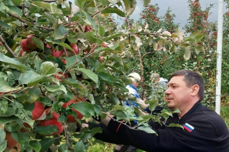 Глава региона выехал с коллегами на сбор урожая яблок