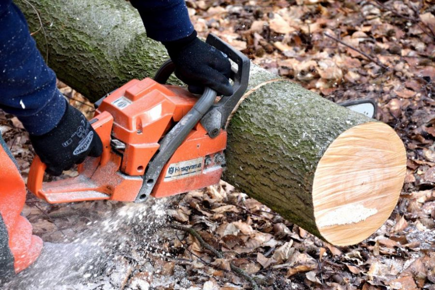 В Тамбове на вырубку 915 аварийных деревьев планируют потратить около 13 млн рублей