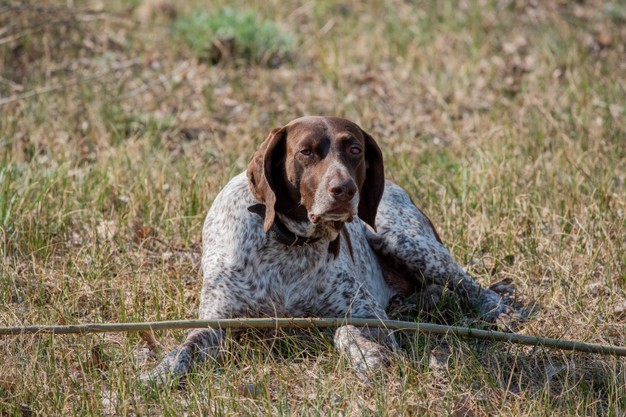 В Тамбовской области пройдут состязания охотничьих собак легавых пород