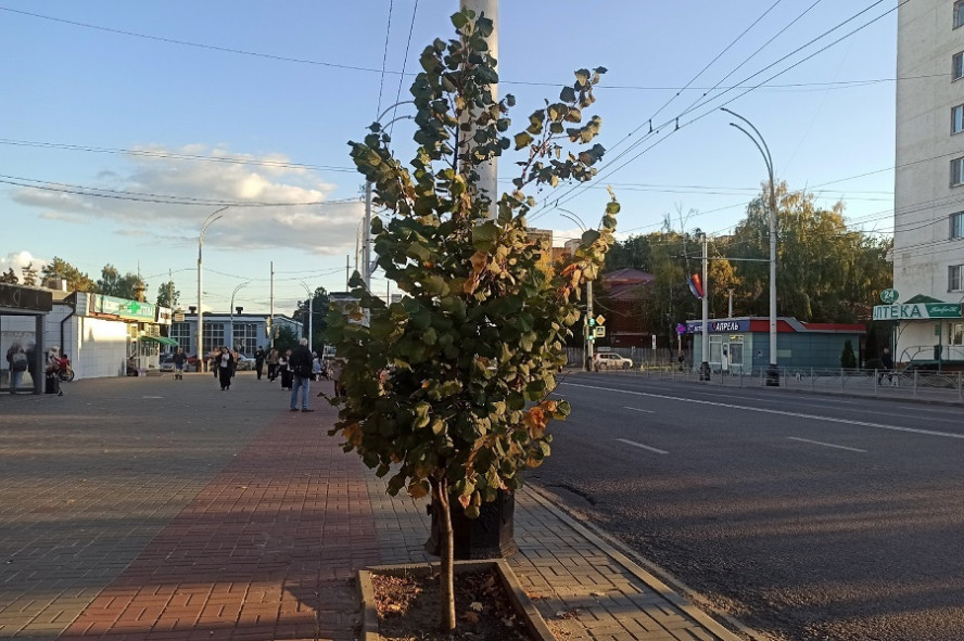 Для осеннего озеленения Тамбова покупают 800 саженцев деревьев