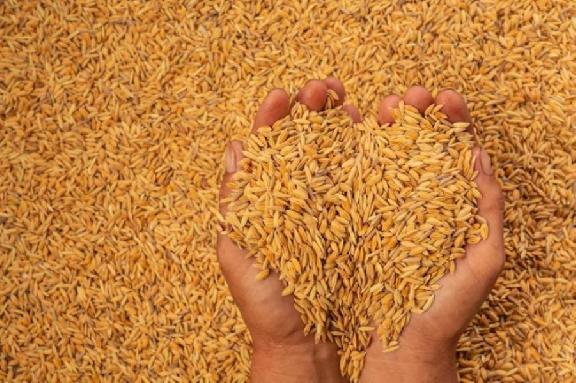 Тамбовское зерно экспортировалось в новом году в Беларусь, Латвию и Афганистан