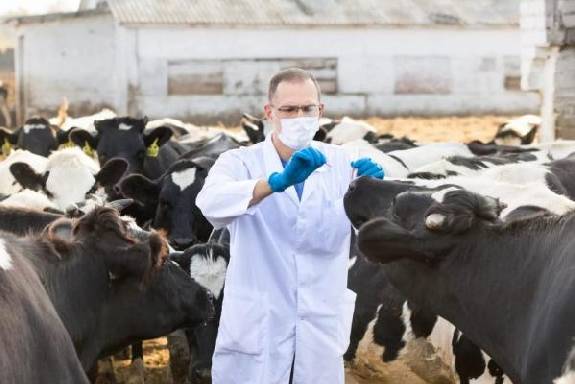 Под Тамбовом выявлена вспышка бруцеллёза у коров