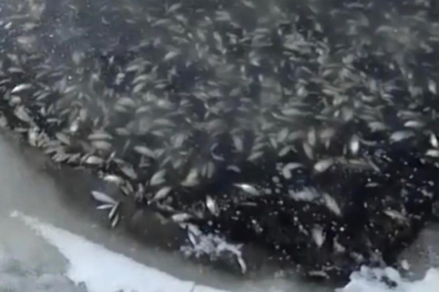 В водоёме в Тамбовской области погибло 13 тысяч рыб
