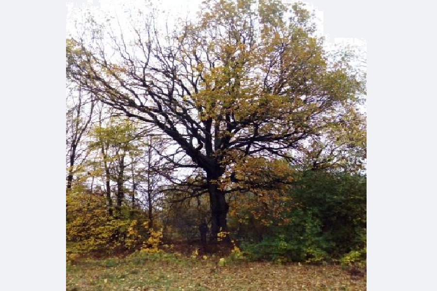 Два дерева в Тамбовской области признаны памятниками живой природы