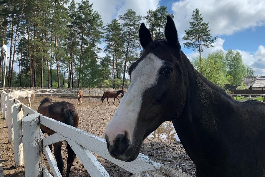 Тамбовчане могут помочь животным конюшни в Сосновском районе