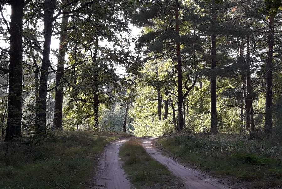 В Тамбовской области выявили более ста нарушений правил безопасности в лесах