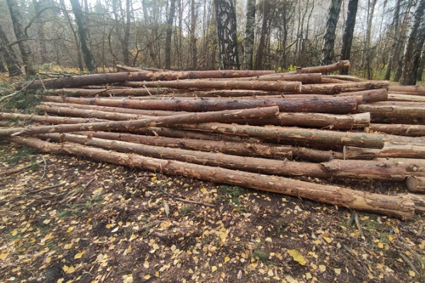В Жердевском районе незаконной рубкой деревьев причинен ущерб на сумму более 5,5 млн рублей