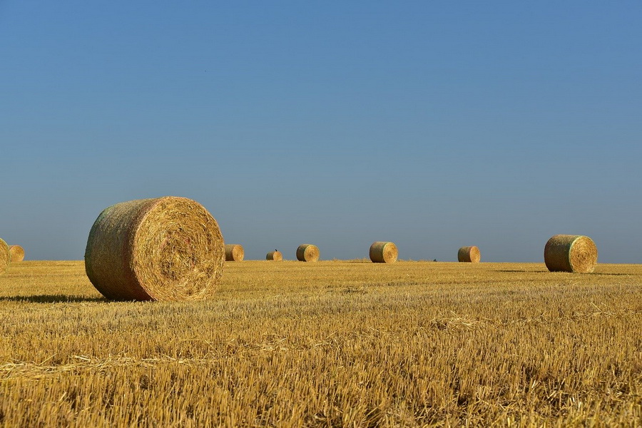 В регионе заготовлено более 50 тысяч тонн сена, сенажа и силоса
