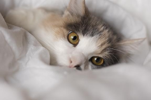 Ветеринары предупредили о частых болезнях кошек