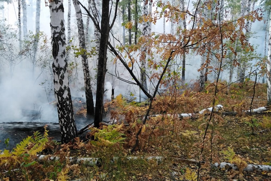 В Рассказовском районе загорелся лес