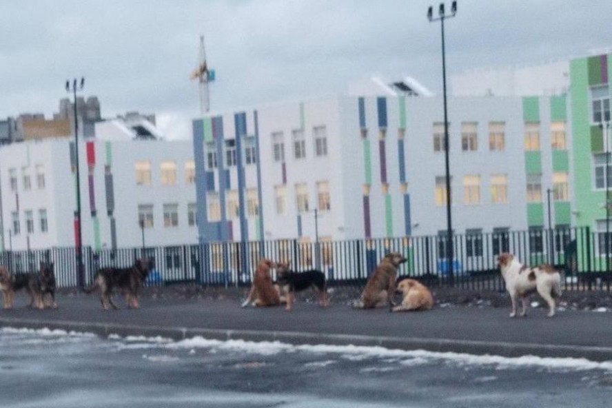 Свора бродячих собак пугает детей возле новой школы на севере Тамбова