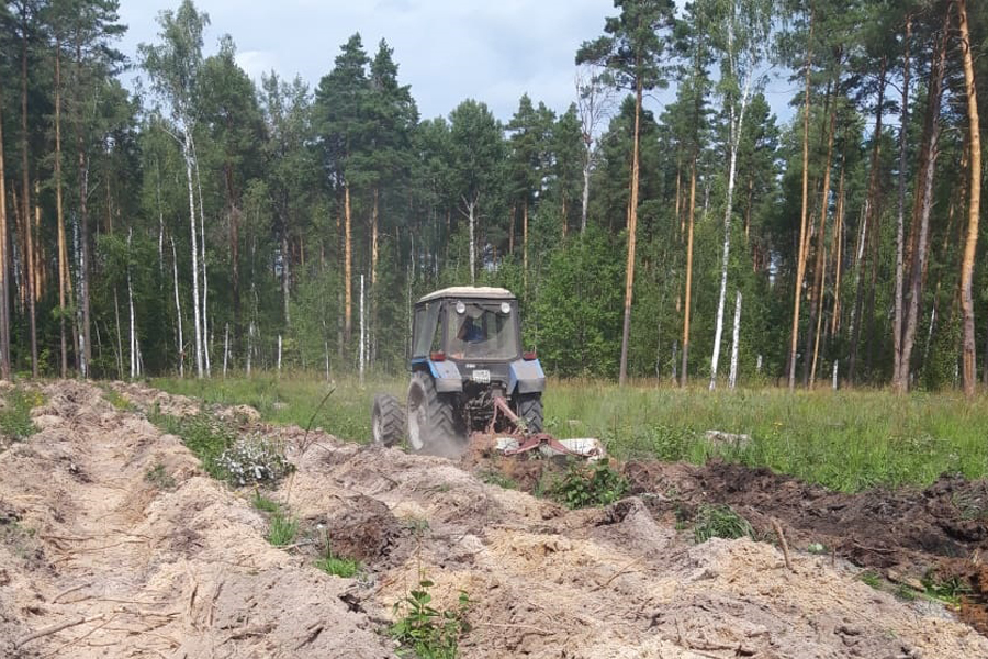 В Тамбовской области началась работа по сохранению лесов