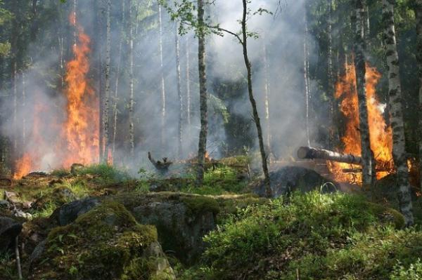 Рослесхоз на борьбу с лесными пожарами выделил 82 миллиарда рублей