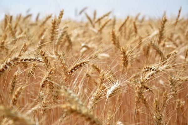 В Тамбовской области собрали первый миллион тонн зерна