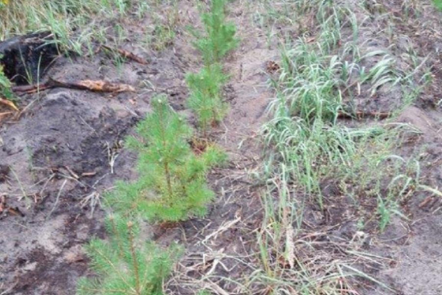 В лесах Тамбовской области высадили около семи тысяч молодых деревьев