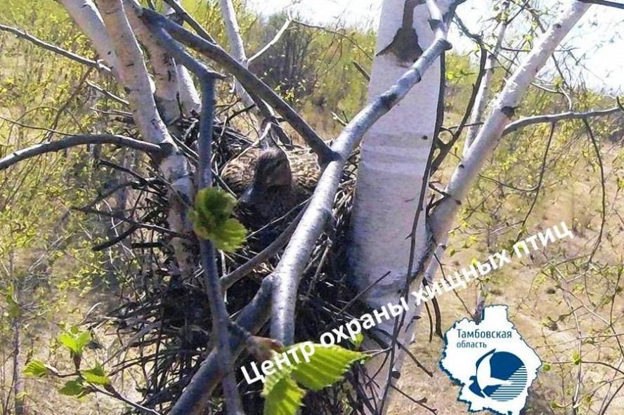 В Тамбовской области кряква устроила себе гнездо на десятиметровой высоте