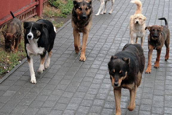 Жители Мичуринска просят решить проблему с бездомными собаками 