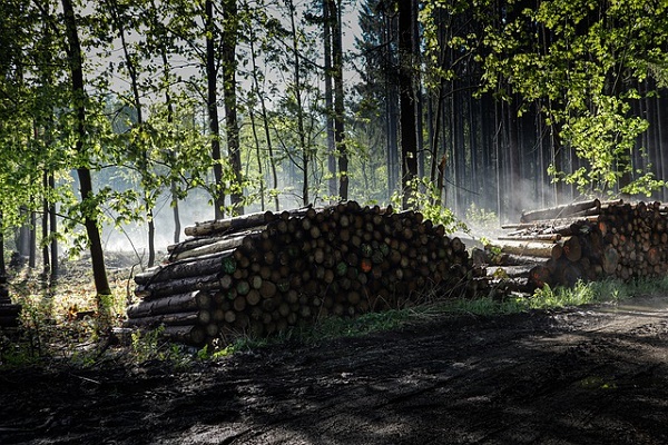 В Тамбовской области жители обеспокоены вырубкой деревьев