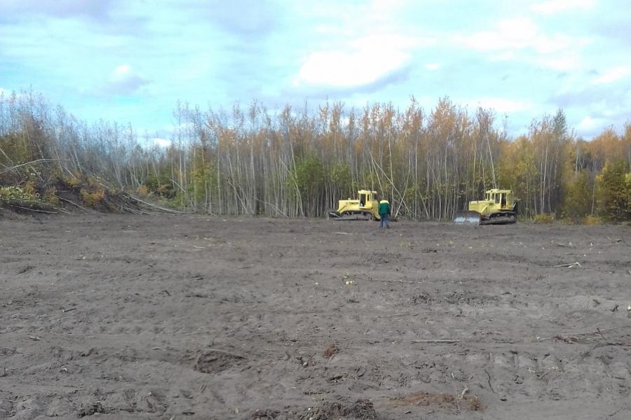 В Тамбовской области расчищают участки для посадки молодых лесов
