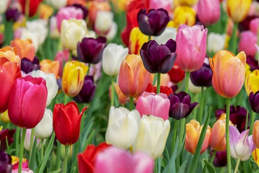 Администрация Тамбова покупает 934 тысячи семян цветов