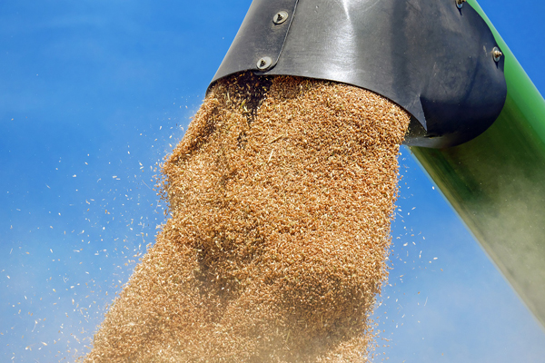 Цены на пшеницу обновили 14-летний максимум