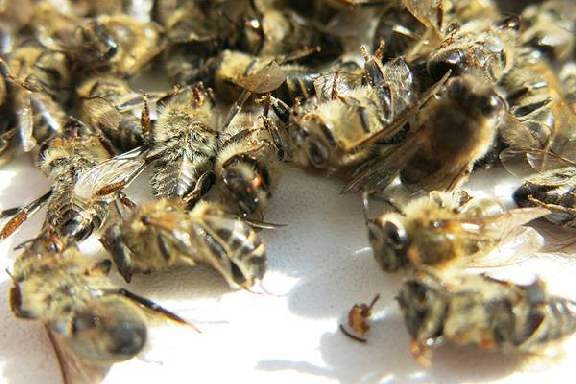 В Тамбовской области из-за пестицидов массово гибнут пчелы