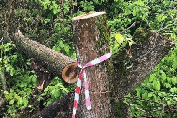 В парке "Дружба" Тамбова незаконно вырубили 37 деревьев