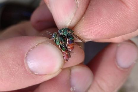 В Воронинском заповеднике найдено краснокнижное насекомое