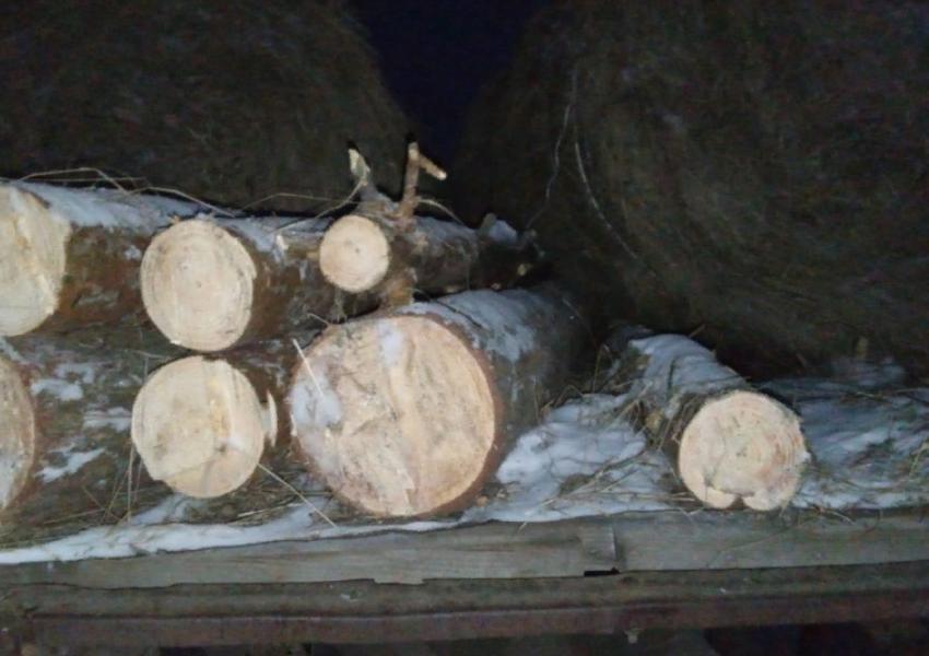 В Мучкапском округе полицейские выявили факт незаконной рубки деревьев
